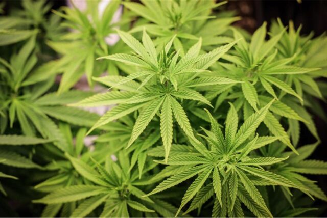 Eine Cannabis-Pflanze.