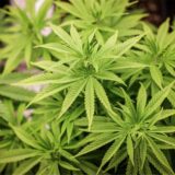 Eine Cannabis-Pflanze.