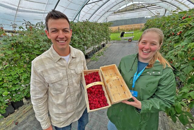 Max Schulze Niehoff, Betriebsnachfolger des Erdbeerhofs Schulze Neuhoff, gemeinsam mit Reporterin Lina Wiggeshoff beim Himbeeren pflücken im regendichten Tunnel im Erdbeerparadies in Ardey.