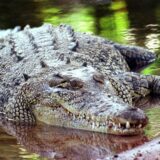 Ein Salzwasserkrokodil, aufgenommen in Darwin