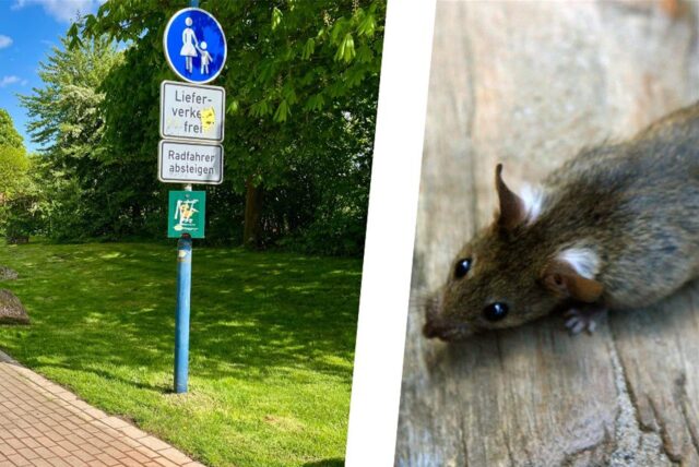 Himmelmannpark und eine Ratte.