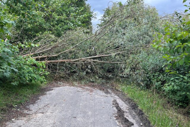Umgestürzter Baum, der einen Weg zwischen Kamen und Bergkamen versperrt.