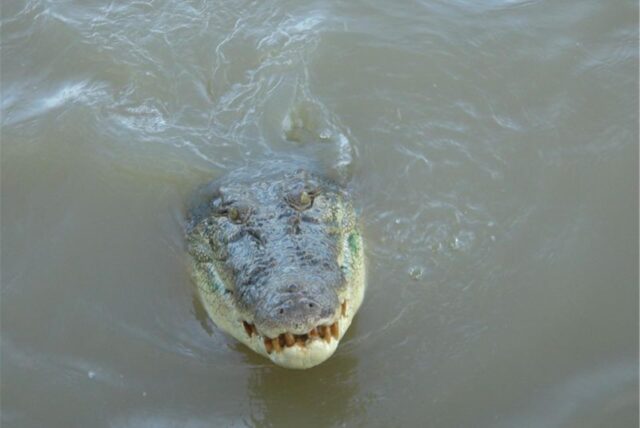 Ein Krokodil schwimmt im Adelaide River im Northern Territory.