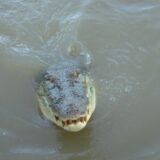 Ein Krokodil schwimmt im Adelaide River im Northern Territory.
