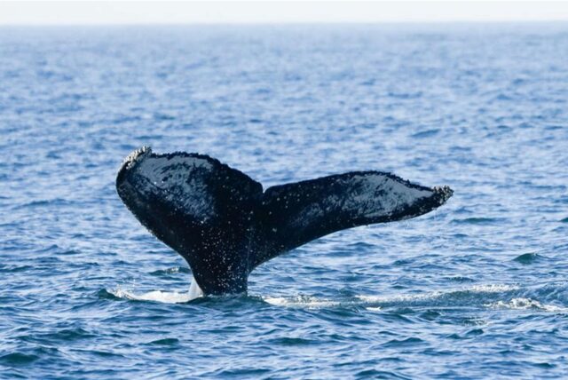 Die Schwanzflosse eine Buckelwals ragt aus dem Wasser