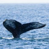 Die Schwanzflosse eine Buckelwals ragt aus dem Wasser