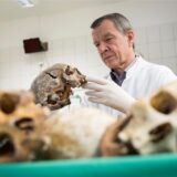 Klaus Püschel blickt einen Schädel an.