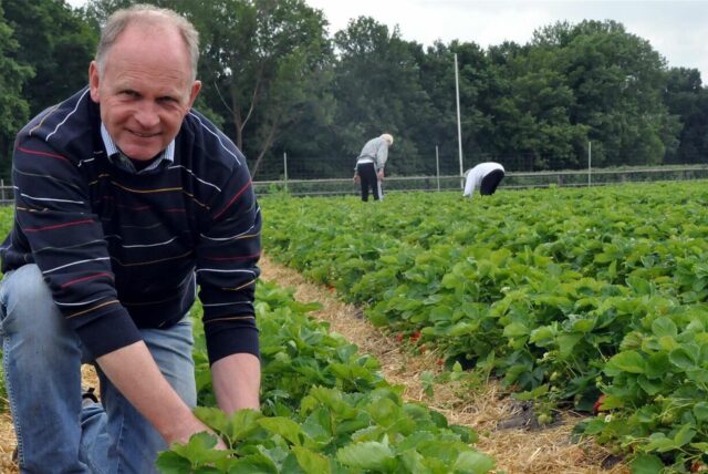 Hubertus Bleckmann kann in diesen Tagen nicht immer wie gewünscht aufs Feld und Erdbeeren pflücken.