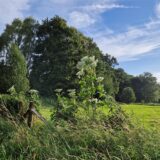 Exemplare des Riesenbärenklau wachsen in Schwerte am Rand einer Wiese am Ruhrtalradweg.