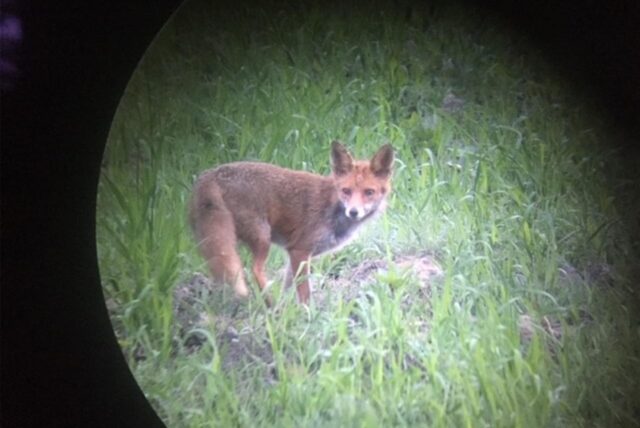 Fuchs im Feld