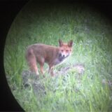 Fuchs im Feld