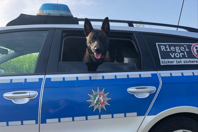 Polizeihund Jack schaut aus dem Fenster eines Polizeiautos