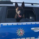 Polizeihund Jack schaut aus dem Fenster eines Polizeiautos