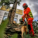 Ein Arbeiter schneidet einen Baumstamm mit einer Kettensäge in der Dortmunder City