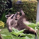 Waschbären sind immer auf Futtersuche. Sie sind omnivor, also Alles-Fresser. Meisenknödel scheinen für diesen kleinen Kerl in einem Unnaer Garten besonders schmackhaft gewesen zu sein.