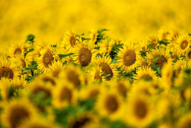 Sonnenblumen auf einem Feld