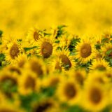 Sonnenblumen auf einem Feld