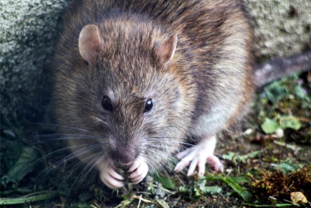 Ein Ratte sitzt auf dem Boden und nagt an etwas.
