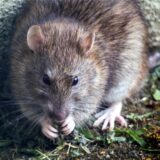Ein Ratte sitzt auf dem Boden und nagt an etwas.