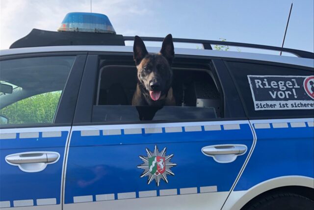 Ein Schäferhund schaut aus dem heruntergelassenen Seitenfenster eines Polizeiautos.