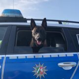 Ein Schäferhund schaut aus dem heruntergelassenen Seitenfenster eines Polizeiautos.