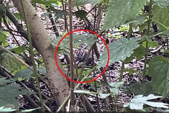 Zwischen Rutsche und Seilbahn hat sich dieser Nager ins Gebüsch geschlagen. Bei einem Rundgang dieser Redaktion im Holzwickeder Emscherpark war die Ratte in wenigen Minuten ausfindig gemacht.