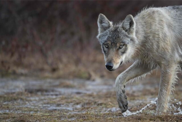 Ein Wolf