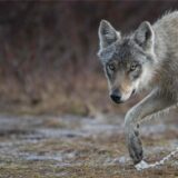 Ein Wolf