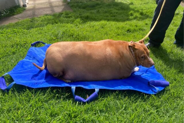 Das von der neuseeländischen Tierschutzgesellschaft SPCA zur Verfügung gestellte Foto zeigt den Hund Nuggi.
