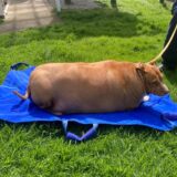 Das von der neuseeländischen Tierschutzgesellschaft SPCA zur Verfügung gestellte Foto zeigt den Hund Nuggi.