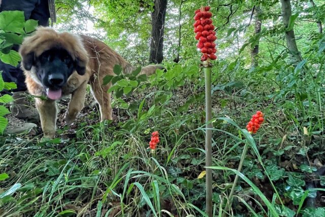 Der Aronstab leuchtet rot im Cappenberger Wald. Hunde, Weidetiere und Menschen halten sich besser davon fern. Auf sicherer Distanz lässt sich aber die Cleverness der Pflanze bewundern.