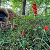 Der Aronstab leuchtet rot im Cappenberger Wald. Hunde, Weidetiere und Menschen halten sich besser davon fern. Auf sicherer Distanz lässt sich aber die Cleverness der Pflanze bewundern.