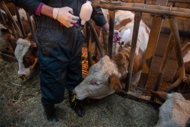 Eine Veterinärin impft ein Rind gegen die Blauzungenkrankheit.
