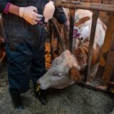 Eine Veterinärin impft ein Rind gegen die Blauzungenkrankheit.