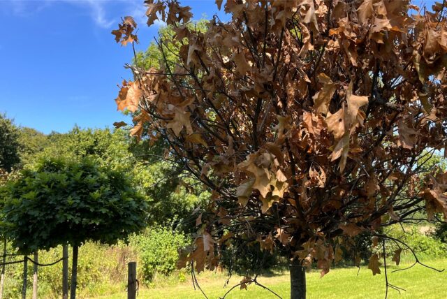 Die Krone eines jungen Baums im Kurpark in Unna ist vertrocknet, links dahinter ist ein vitaler Baum zu erkennen.