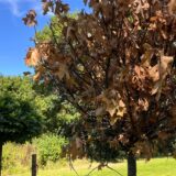 Die Krone eines jungen Baums im Kurpark in Unna ist vertrocknet, links dahinter ist ein vitaler Baum zu erkennen.
