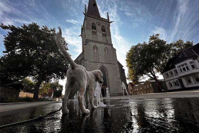 Ein Hund spielt auf dem Kirchplatz in Unna an einer der Fontänen des Boden-Wasserspiels