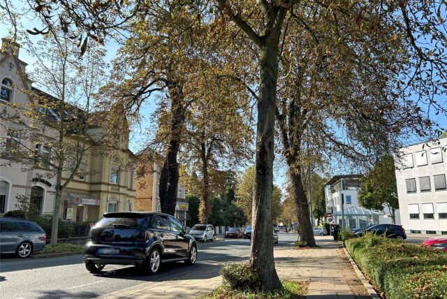 Autos fahren über die Friedrich-Ebert-Straße in Unna. Die Blätter der Kastanienbäume am Straßenrand verfärben sich bereits braun.