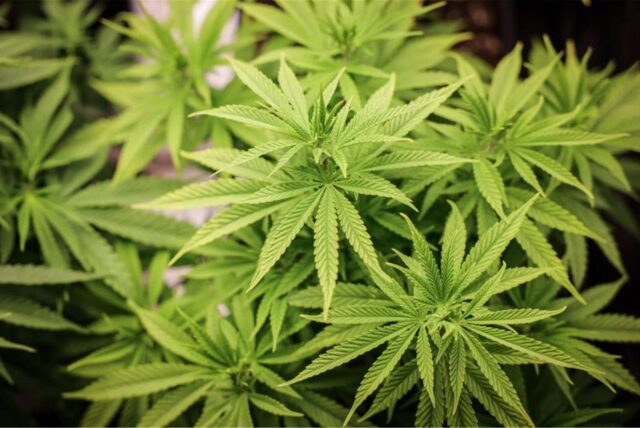 Cannabis-Pflanzen.