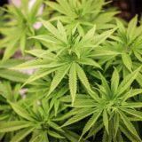 Cannabis-Pflanzen.