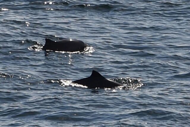 Zwei Schweinswale schwimmen in der Ostsee zwischen Puttgarden und dem dänischen Rödbyhavn auf dem Fehmarnbelt.