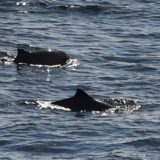 Zwei Schweinswale schwimmen in der Ostsee zwischen Puttgarden und dem dänischen Rödbyhavn auf dem Fehmarnbelt.