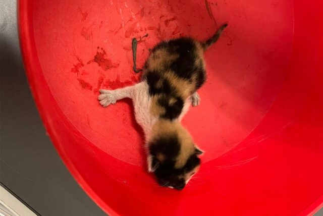 Ein Katzenbaby in einem roten Behältnis.