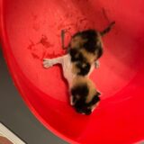 Ein Katzenbaby in einem roten Behältnis.