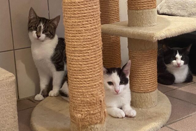 Wilde Katzen