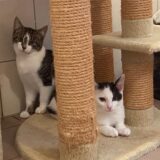 Wilde Katzen