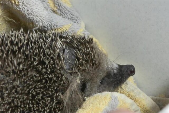 Ein verletzter Igel.