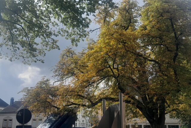 Ein herbstlicher Baum vor einem bewölkten Himmel in Schwerte.