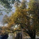 Ein herbstlicher Baum vor einem bewölkten Himmel in Schwerte.