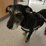 Ein Hund blickt in die Kamera. Er trägt ein Leinengeschirr mit der Aufschrift „Julius-K9“